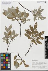 Foto von Salix glauca L.